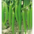Hybrid Hot Green Sharp Pepper Seeds-Jiangxi Little Sharp Pepper seed